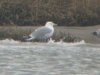 Caspian Gull at Two Tree Island (Steve Arlow) (48475 bytes) Caspian Gull at Two Tree Island (Steve Arlow) (48475 bytes)